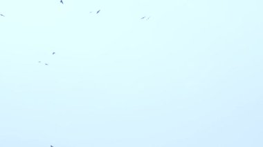 Büyük bir kuş sürüsü gökyüzünde uçuyor. Bir grup karga birlikte göç ediyor..