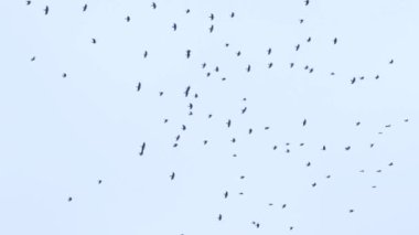 a large flock of birds flies in the sky. a group of crows migrate together.