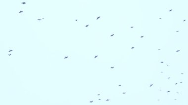 Büyük bir kuş sürüsü gökyüzünde uçuyor. Bir grup karga birlikte göç ediyor..