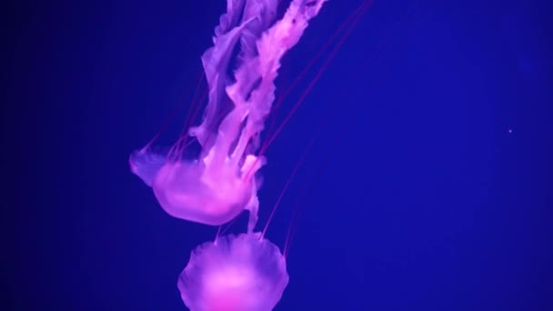 Coleção Vídeos Medusas Mar Oceano Nadam Close Água Iluminação Bioluminescência — Vídeo de Stock