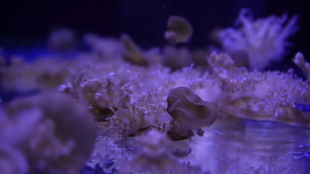 ビデオコレクション 海と海のクラゲの水の近くで泳ぐ 暗闇の中で異なる色の照明と生物発光 水族館のエキゾチックで珍しいクラゲ — ストック動画