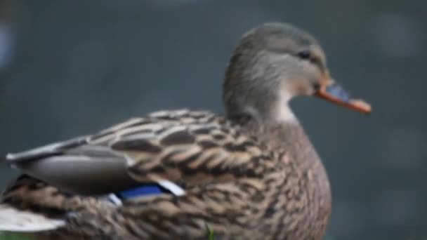 Una Bandada Patos Flota Agua Aves Silvestres Hábitat Natural Mallard — Vídeos de Stock