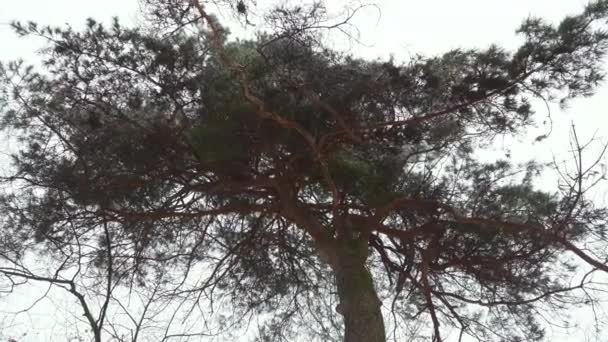Raindrops Pour Branches Coniferous Tree Frame Rain Flows Needles View — 비디오
