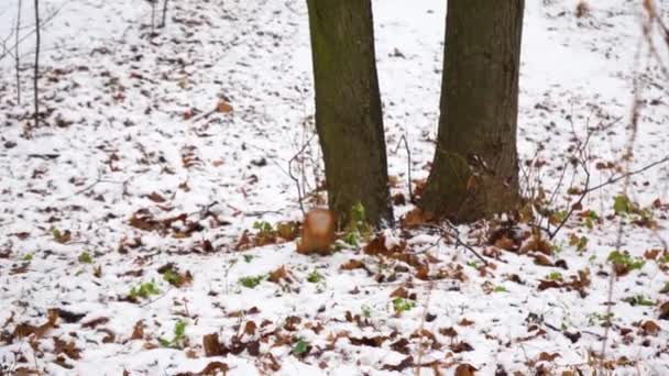 赤いリスは冬に雪に覆われた地面で食べ物を求めて走ります 自然の生息地で毛皮の動物 シティパークのロデント — ストック動画
