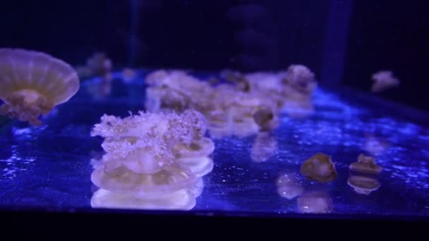 Colección Vídeo Las Medusas Marinas Oceánicas Nadan Primer Plano Del — Vídeo de stock