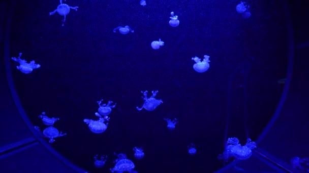 ビデオコレクション 海と海のクラゲの水の近くで泳ぐ 暗闇の中で異なる色の照明と生物発光 水族館のエキゾチックで珍しいクラゲ — ストック動画