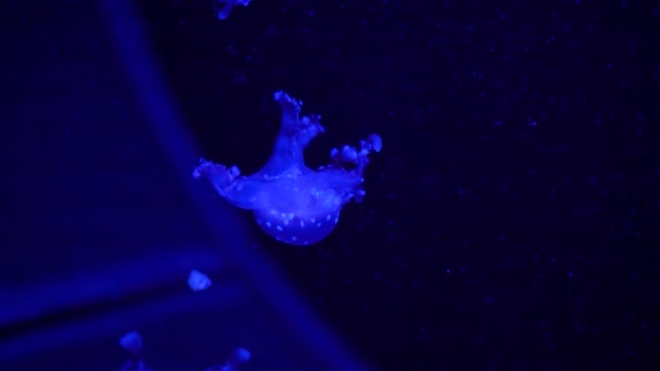 Sbírka Videí Mořské Oceánské Medúzy Plavou Vodě Zblízka Osvětlení Bioluminiscence — Stock video