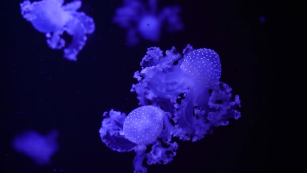 视频收集 海产和海洋水母在水中游泳 在黑暗中以不同的颜色照射和生物发光 水族馆中的异型和稀有水母 — 图库视频影像