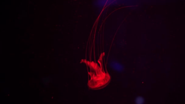 Kolekcja Wideo Morze Ocean Meduzy Pływać Wodzie Zbliżenie Oświetlenie Bioluminescencja — Wideo stockowe