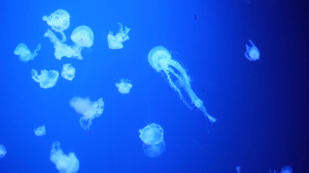 Coleção Vídeos Medusas Mar Oceano Nadam Close Água Iluminação Bioluminescência — Vídeo de Stock