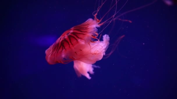 Відео Колекція Морські Океанічні Медузи Плавають Воді Крупним Планом Освітлення — стокове відео