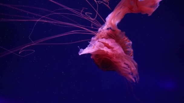 Sbírka Videí Mořské Oceánské Medúzy Plavou Vodě Zblízka Osvětlení Bioluminiscence — Stock video