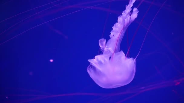 视频收集 海产和海洋水母在水中游泳 在黑暗中以不同的颜色照射和生物发光 水族馆中的异型和稀有水母 — 图库视频影像