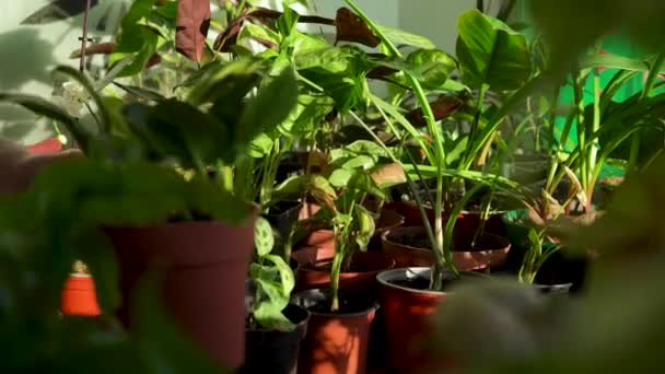 Gondozni Egy Házi Kerti Növényt Egy Cserépben Házi Kertészkedés Virágok — Stock videók