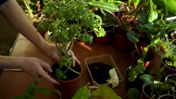 家の庭の植物の世話をしています ホームガーデニング 花や観賞用の植物の栽培と植え付け 庭師は移植のために鉢から植物を取り出します — ストック動画