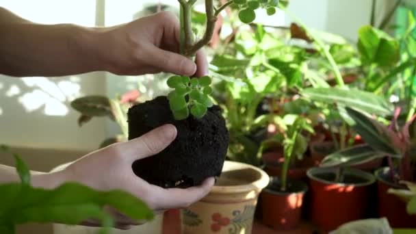 家の庭の植物の世話をしています ホームガーデニング 花や観賞用の植物の栽培と植え付け 庭師は移植のために鉢から植物を取り出します — ストック動画