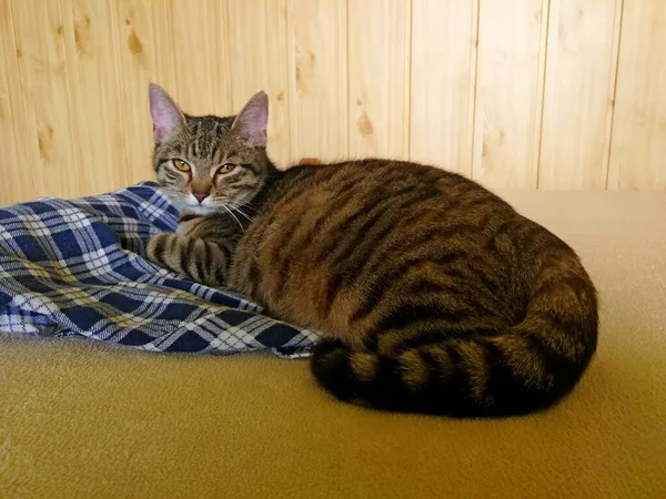 Gato Grávida Deitado Uma Camisa Flanela Verificada Uma Cama Com — Fotografia de Stock