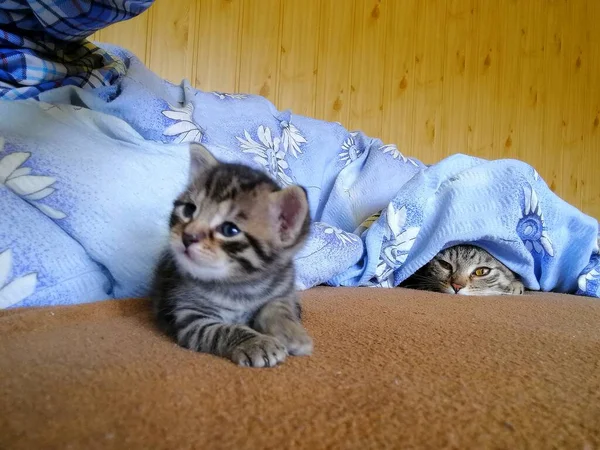 Pequeño Gatito Tabby Yace Cama Observado Por Gato Que Está — Foto de Stock