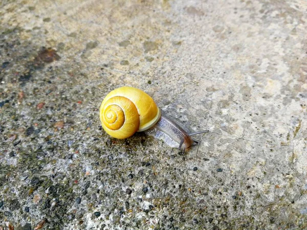 一只蜗牛 有一个黄色的壳 爬行在混凝土上 从上方看 — 图库照片