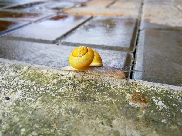 Een Slak Met Een Gele Schelp Kruipend Rand Van Beton — Stockfoto