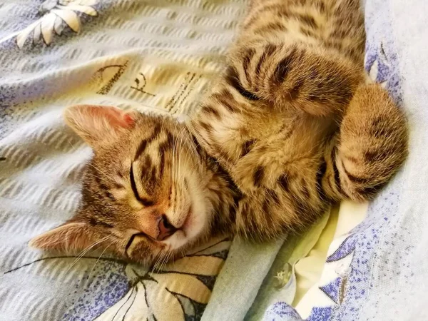 Tabby Cat Kitten Sleeping Blue Blankets Close View Image — Stock Photo, Image