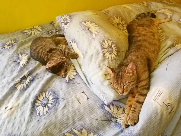 Dois Gatos Tabby Uma Mãe Seus Gatinhos Dormindo Cobertores Azuis — Fotografia de Stock