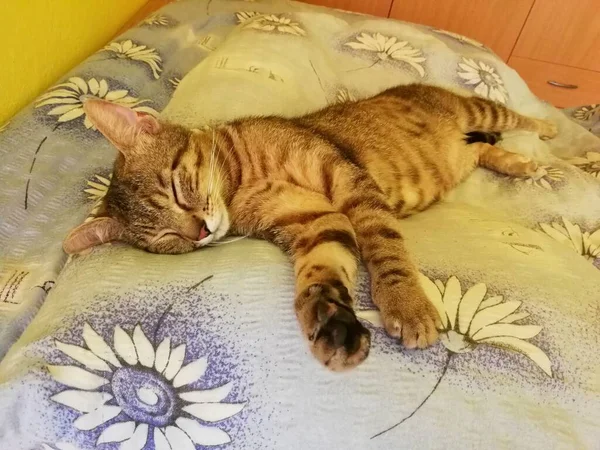 Pisica Tabby Pisoi Doarme Pături Albastre Imagine — Fotografie, imagine de stoc