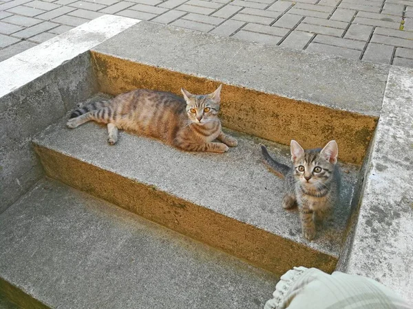 Deux Chats Tabby Une Mère Son Chaton Sur Des Marches — Photo