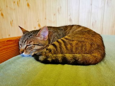 Kedi tekir yatar ve ahşap bir yatağın köşesinde, mavi bir çarşafın üzerinde uyur.