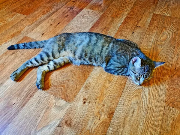 Gato Tabby Acostado Durmiendo Piso Vinilo Imitación Madera Marrón Imagen — Foto de Stock