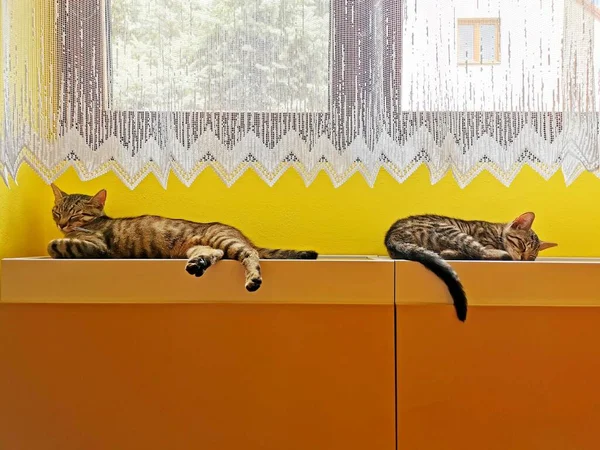Two tabby cats are lying and sleeping on the heater under the window, with their heads apart, image