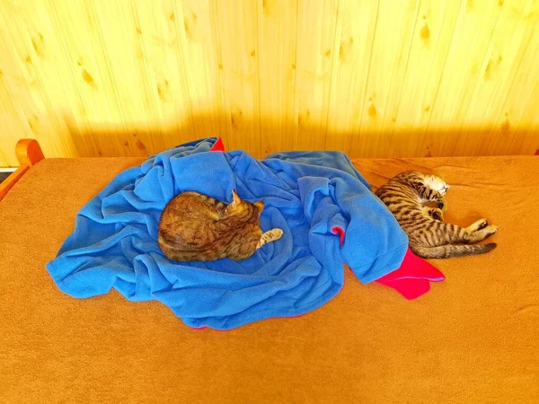 Deux Chats Tabby Sont Couchés Dorment Sur Lit Eux Une — Photo