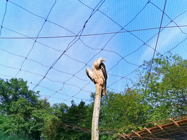 Vulture Bird Sitting Wooden Log Protective Net Trees Blue Sky — Stock fotografie