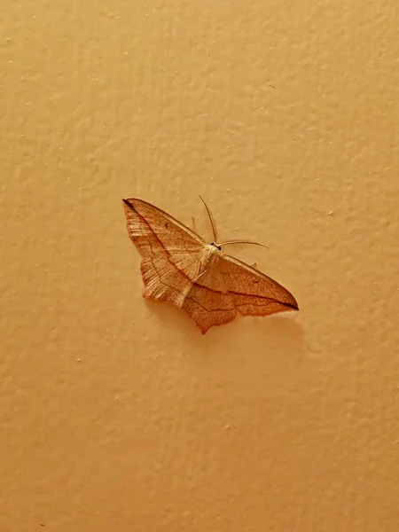 Schmetterling Gelbflügeliger Sauerampfer Timandra Comae Sitzend Auf Beiger Wand Ansicht — Stockfoto