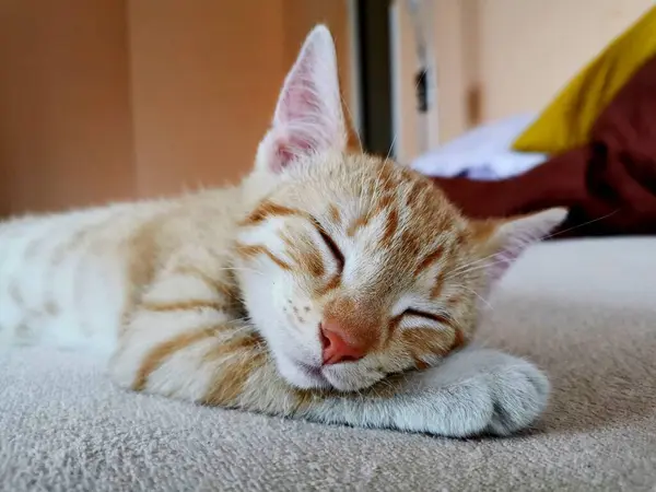 Cat Red Haired Kitten Lies Paw His Head Sleeps Contentedly — Stock Photo, Image