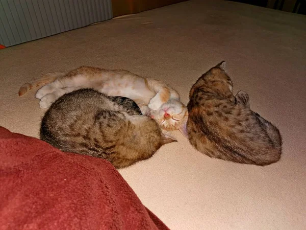 Кошенята Два Таббі Один Червоний Лежать Закручені Ліжку Розтягнуті Спить — стокове фото