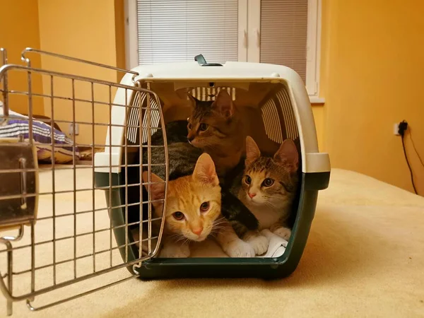 Γάτες Γατάκια Τρία Ένα Πλαστικό Φορητό Κλουβί Ανοιχτή Πόρτα Εικόνα — Φωτογραφία Αρχείου
