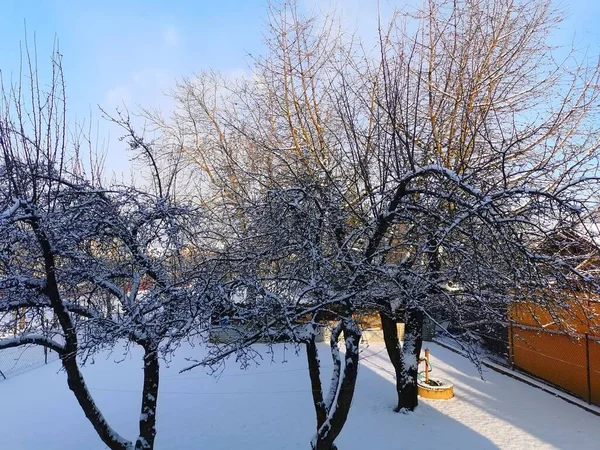 Pokryte Śniegiem Korony Drzew Podwórku Słoneczny Dzień Obraz — Zdjęcie stockowe