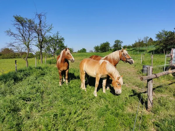 Drie Bruine Paarden Een Met Zijn Hoofd Naar Beneden Een — Stockfoto