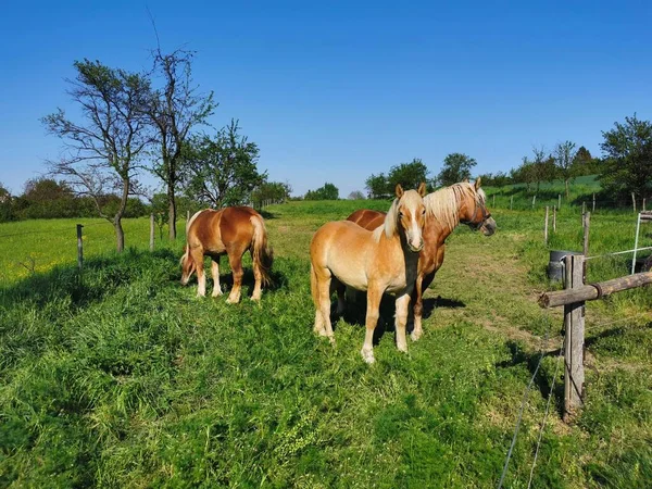 Drie Bruine Paarden Één Knabbelend Gras Een Grazige Weide Bij — Stockfoto