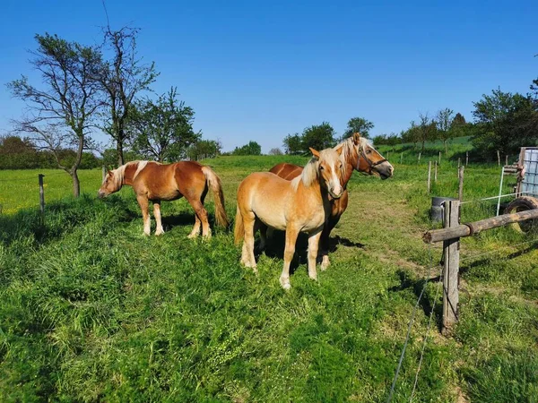 Τρία Καφέ Άλογα Ένα Καταπράσινο Λιβάδι Κοντά Ένα Ξύλινο Φράχτη — Φωτογραφία Αρχείου