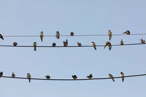 西班牙阿拉贡市盖鲁尔镇的一些电线上 栖息着的 喋喋不休的普通家养的小雀鸟 Delichon Urbicum — 图库照片
