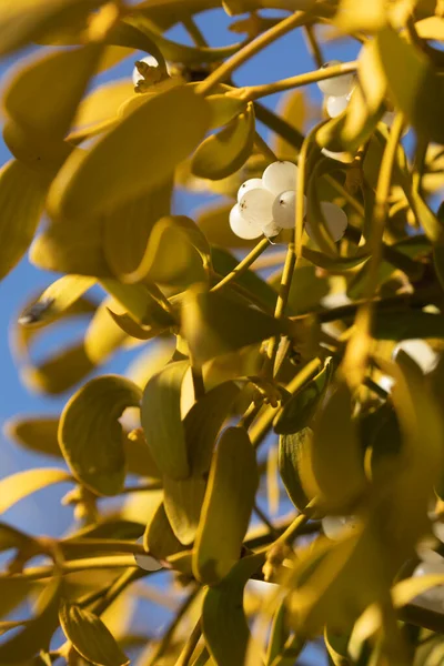 Γκι Λεύκωμα Viscum Της Οικογένειας Santalaceae Που Φυτρώνει Στα Κλαδιά — Φωτογραφία Αρχείου