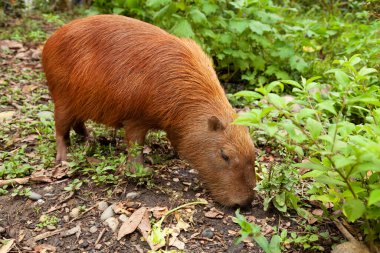 Hydrochoerus hydrochaeris ya da büyük bir kemirgen olan Capybara örneği, Amazon yağmur ormanlarında Dos Loritos vahşi yaşam kurtarma merkezinde, Peru
