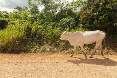 Paucartambo, Peru - 12 Nisan 2014: Pilcopata, Manu çevresindeki toprak yolda beyaz bir zebu ineği hızlı yürüyor