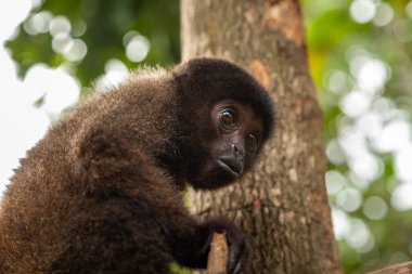 Küçük bir maymun yavrusu, Oreonax flavicauda ya da Peru 'ya özgü sarı kuyruklu tüylü maymun ve Dos Loritos Vahşi Yaşam Kurtarma Merkezi' ndeki Amazon yağmur ormanları..
