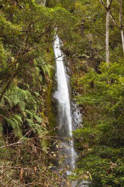 Amazon yağmur ormanları arasında saklı şelaleler, Madre de Dios nehrinin yanında, Peru ve And Dağları 'nın bulut ormanı bölgesinde, Manu Ulusal Parkı, Peru.