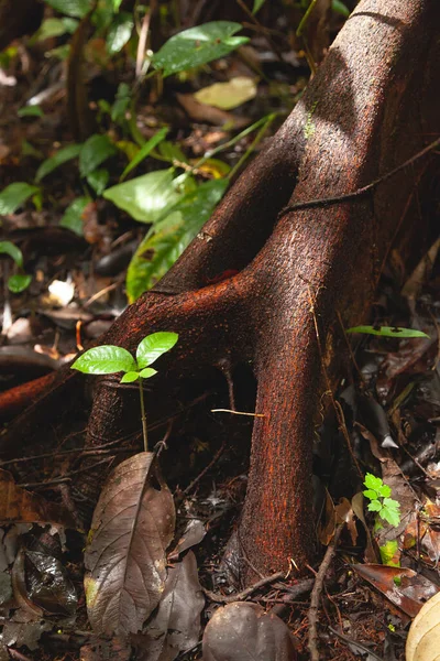 A small tree sprouts and grows towards the light, protected by the roots of another much stronger jungle tree in the Amazon jungle, in the Manu National Park