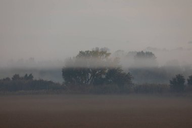 Sisin içinden geçen dev bir ağaç, kuru ve ölü mısır tarlalarının sessiz tanığı, soğuk bir ekim manzarasında, şafak vakti, Aragon, İspanya