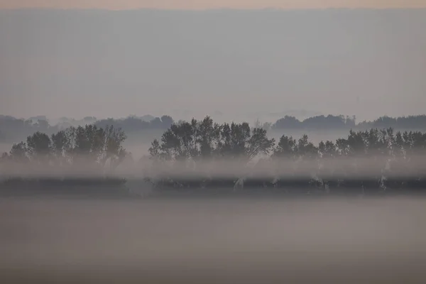 Huge Trees Crossed Fog Strips Already Sleep Next Dry Corn — Stock Photo, Image
